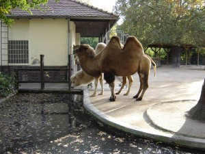 zoo-frankfurt